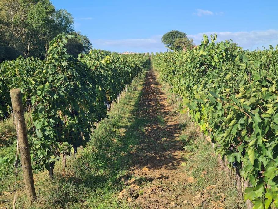 Montepulciano - La Casetta Del Pian Delle Noci 아쿠아비바 외부 사진
