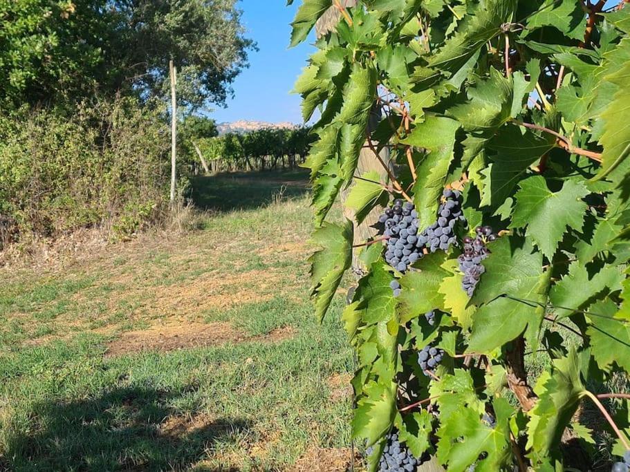 Montepulciano - La Casetta Del Pian Delle Noci 아쿠아비바 외부 사진